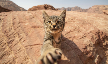 Ease Your Pet’s Separation Anxiety in Just 3 Minutes